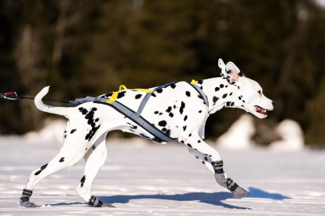 Seleverkstedet Seleverkstedet Nome racing dog harness Grå/svart/gul