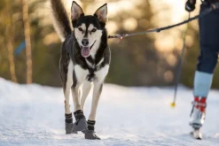 Seleverkstedet Seleverkstedet High Fleece dog boot 4pk Grå/svart