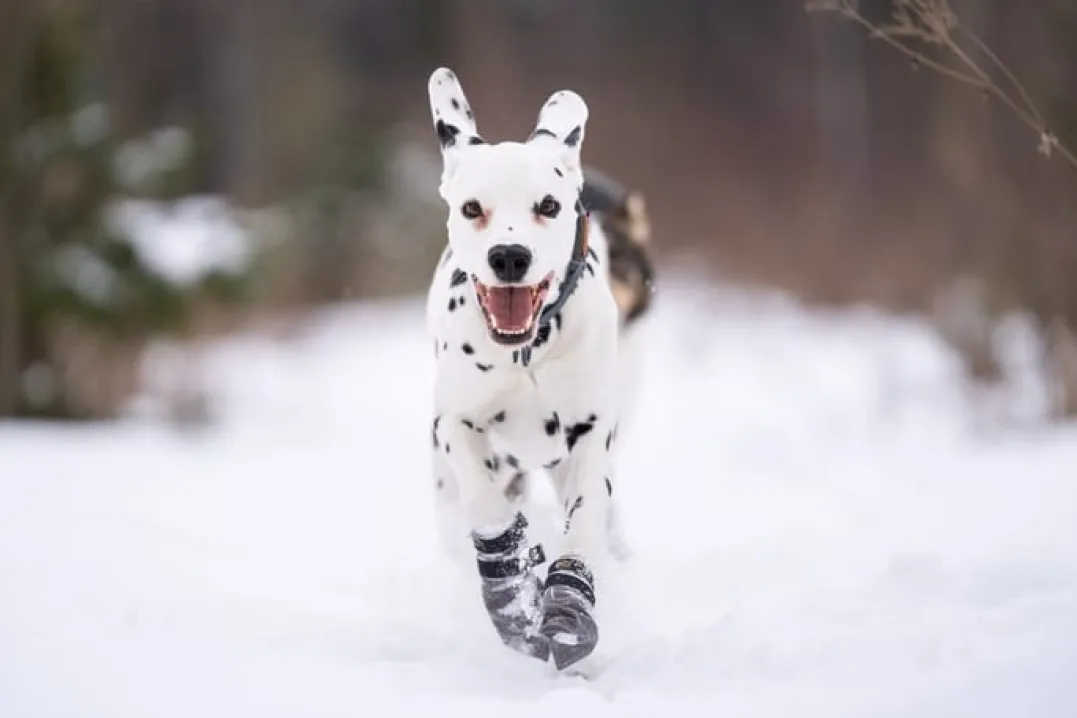 Seleverkstedet Seleverkstedet High Fleece dog boot 4pk Grå/svart