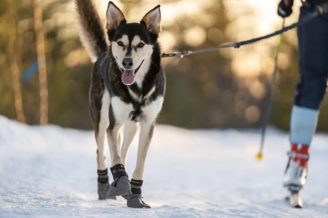 Seleverkstedet Seleverkstedet High Fleece dog boot 4pk Grå/svart