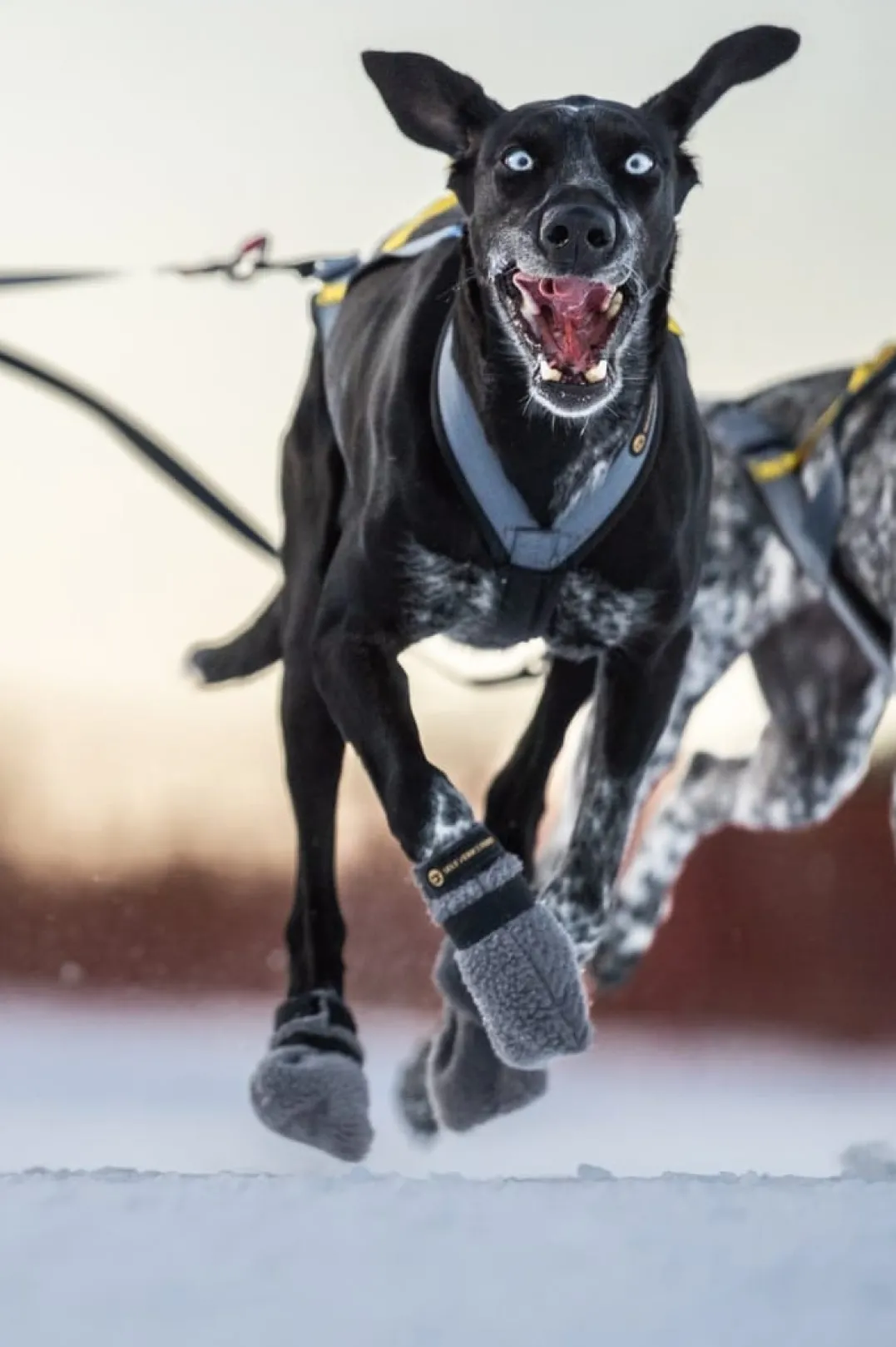 Seleverkstedet Seleverkstedet High Fleece dog boot 4pk Grå/svart