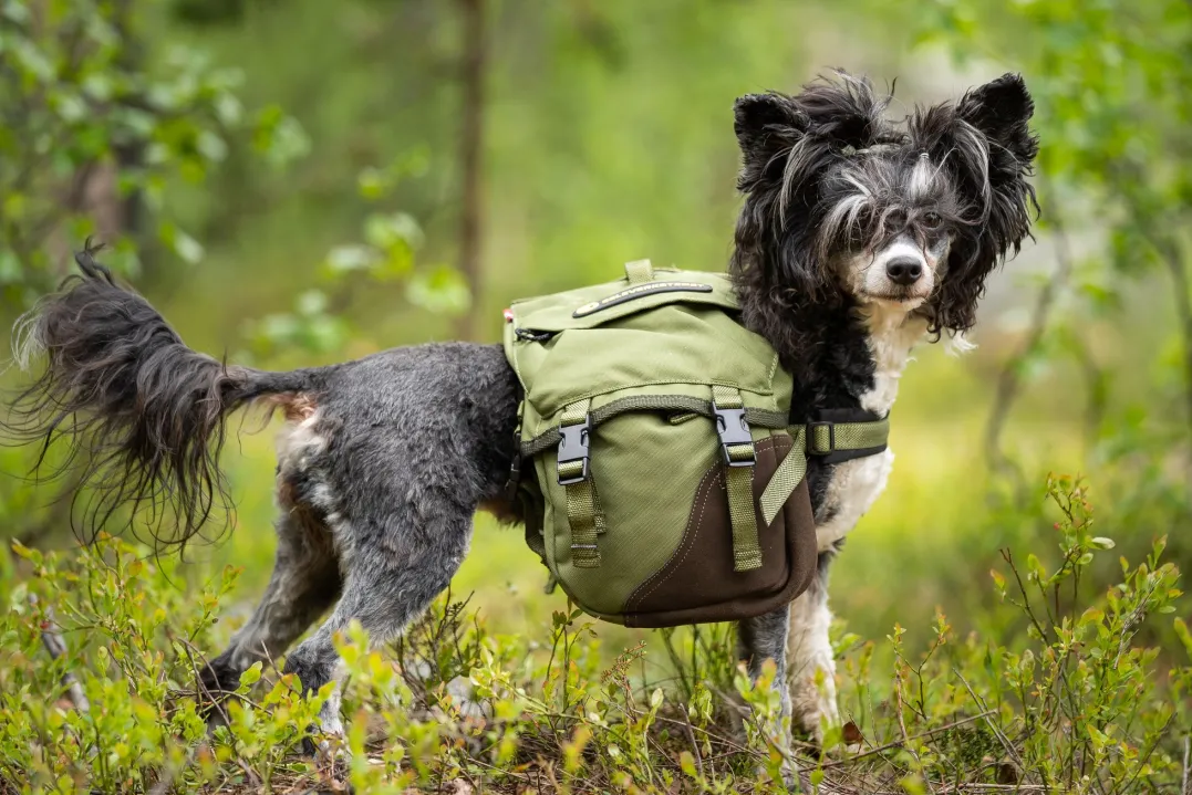 Seleverkstedet Togo hundekløv Grønn/brun Mini+