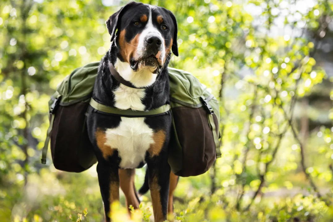 Seleverkstedet Togo hundekløv Grønn/brun XL