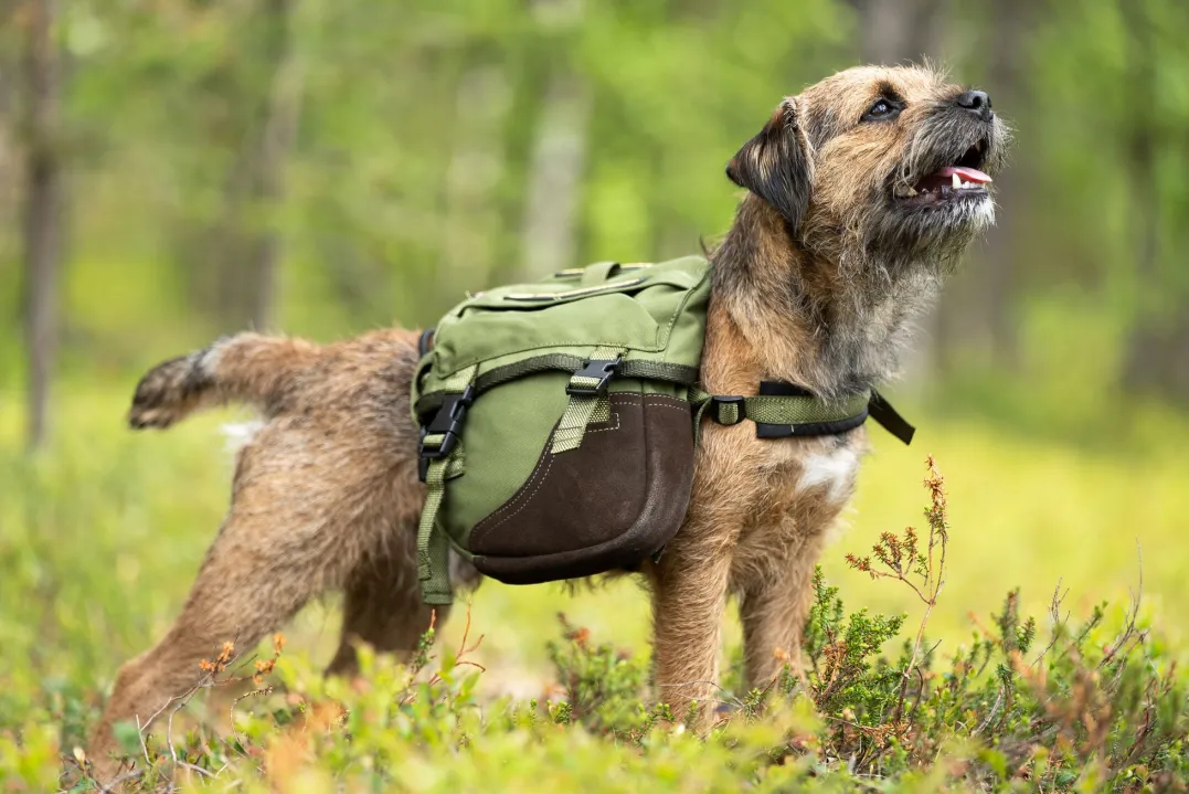 Seleverkstedet Togo hundekløv Grønn/brun Mini