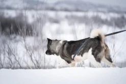Seleverkstedet Trekreg dog harness Grå/brun XS