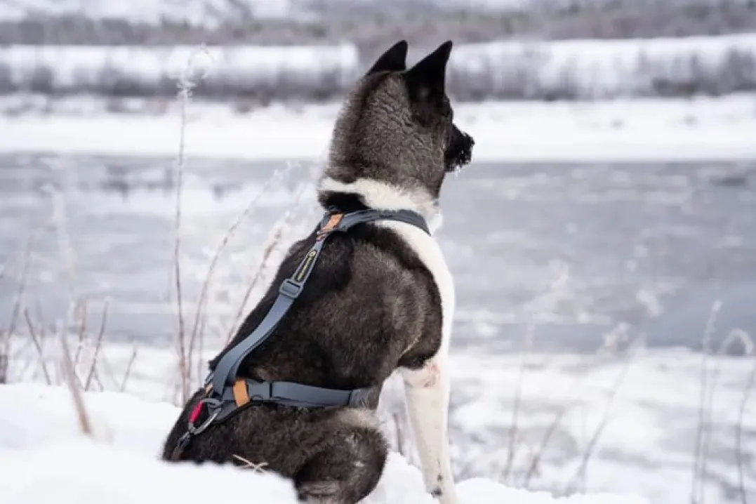Seleverkstedet Trekreg dog harness Grå/brun