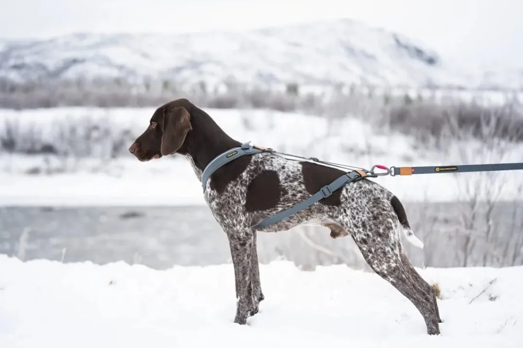 Seleverkstedet Trekreg dog harness Grå/brun