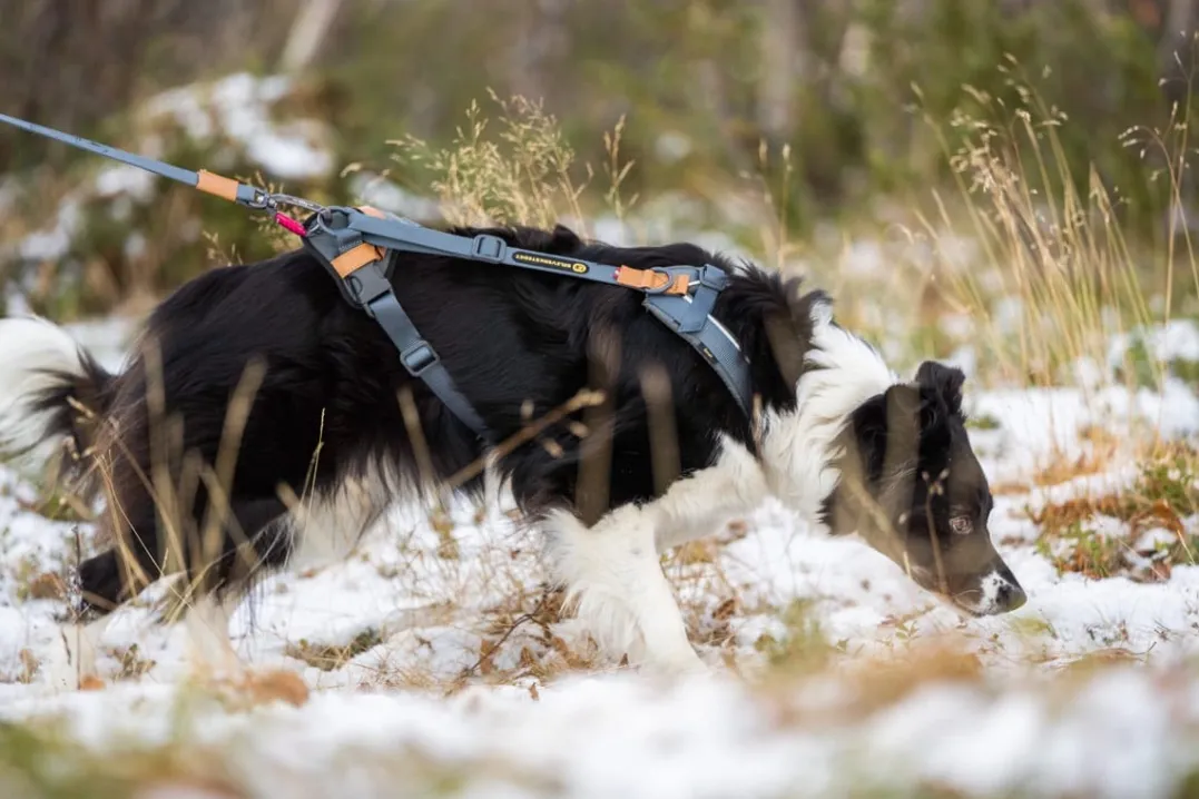 Seleverkstedet Trekreg dog harness Grå/brun XXS