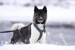 Seleverkstedet Trekreg dog harness Grå/brun XXS