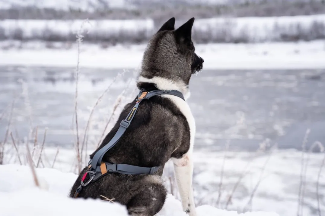Seleverkstedet Trekreg dog harness Grå/brun XXS