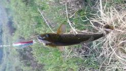 Tasmanian 13,5g N45 Rainbow Trout